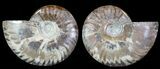 Polished Ammonite Pair - Agatized #68850-1